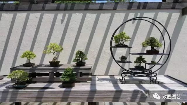 走进美国植物园盆景，欣赏百年精品之作