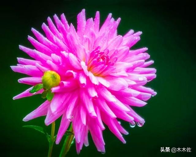 常见的菊花品种