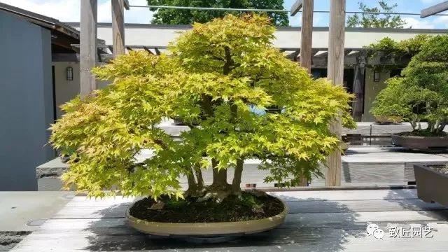 走进美国植物园盆景，欣赏百年精品之作