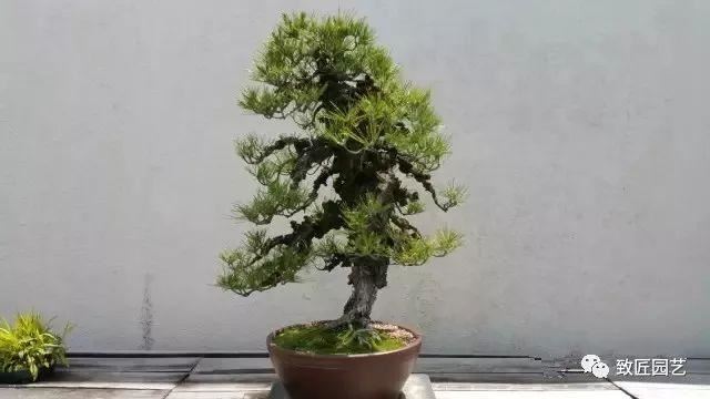 走进美国植物园盆景，欣赏百年精品之作