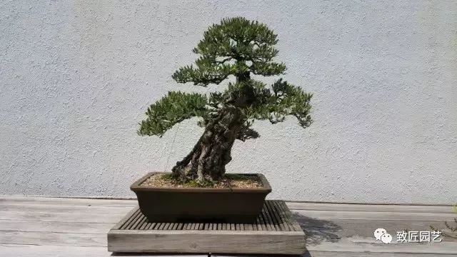 走进美国植物园盆景，欣赏百年精品之作