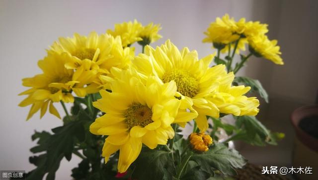 常见的菊花品种