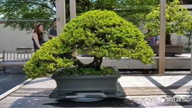 走进美国植物园盆景，欣赏百年精品之作