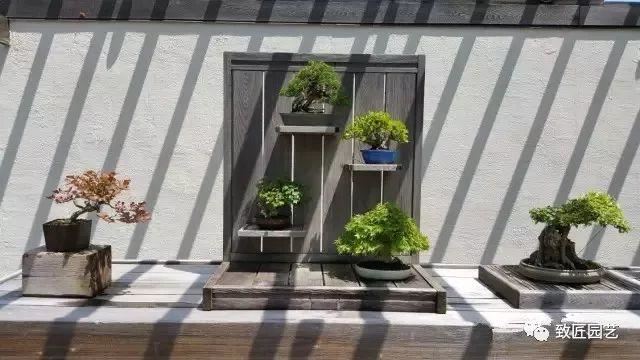 走进美国植物园盆景，欣赏百年精品之作