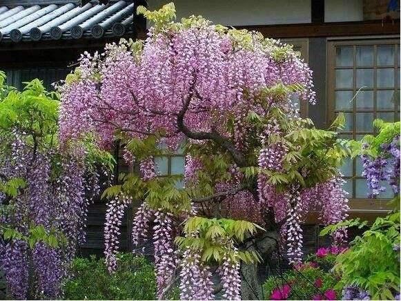 紫藤：开花时如紫色瀑布般震撼