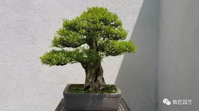 走进美国植物园盆景，欣赏百年精品之作