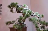 走进美国植物园盆景，欣赏百年精品之作