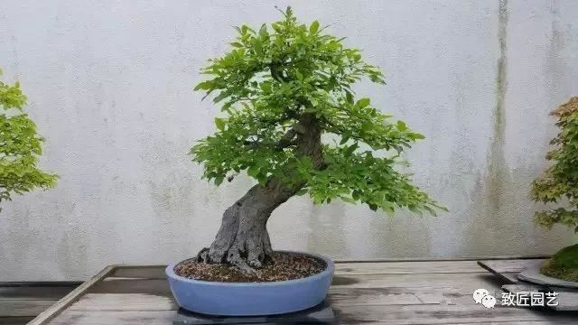 走进美国植物园盆景，欣赏百年精品之作