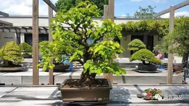 走进美国植物园盆景，欣赏百年精品之作