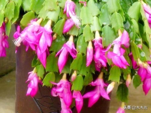 应该如何选择蟹爪兰、仙人指、假昙花、令箭荷花、落花之舞栽种