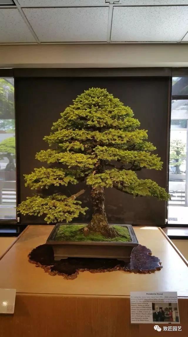 走进美国植物园盆景，欣赏百年精品之作