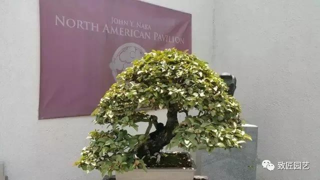 走进美国植物园盆景，欣赏百年精品之作