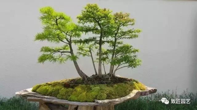 走进美国植物园盆景，欣赏百年精品之作