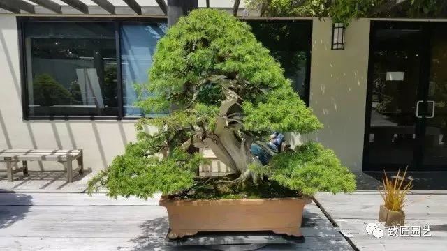 走进美国植物园盆景，欣赏百年精品之作