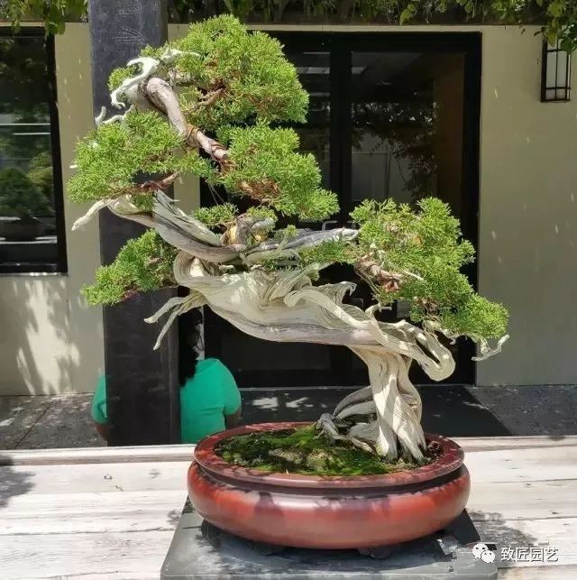 走进美国植物园盆景，欣赏百年精品之作