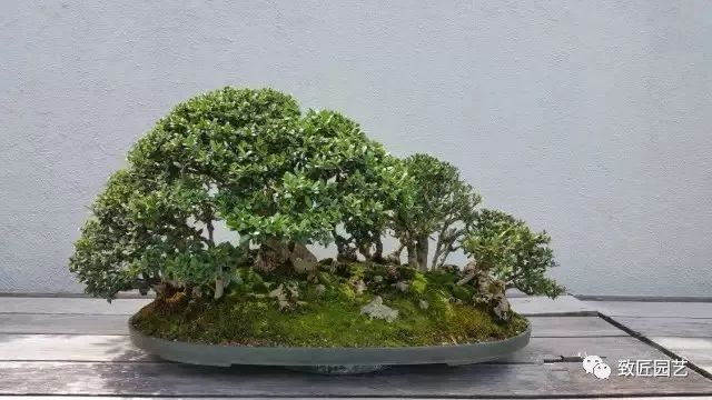 走进美国植物园盆景，欣赏百年精品之作