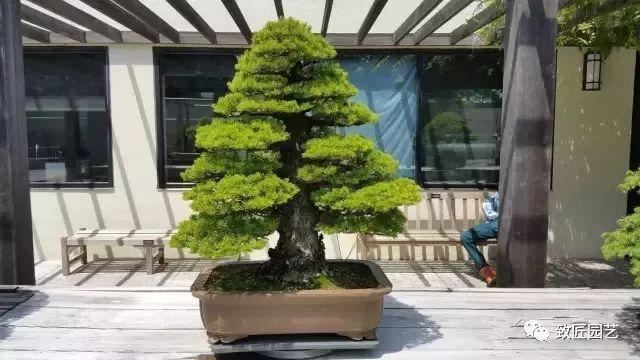 走进美国植物园盆景，欣赏百年精品之作