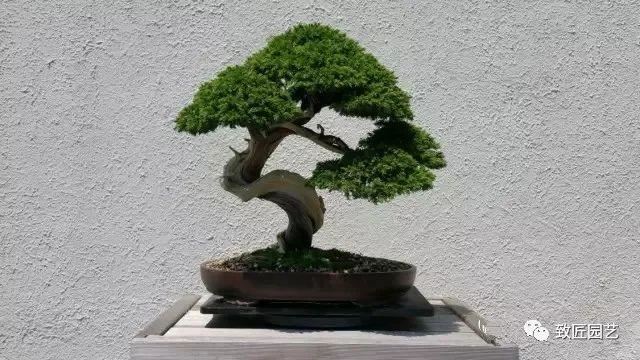 走进美国植物园盆景，欣赏百年精品之作