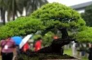 走进美国植物园盆景，欣赏百年精品之作