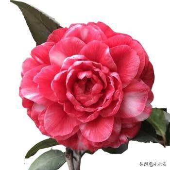 茶花中的珍品——赤丹