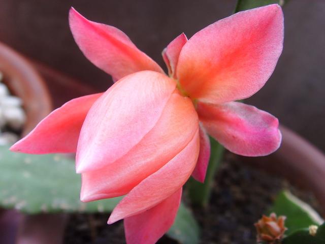 这几种花，不适合多浇水，越不浇水越开花