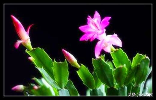 应该如何选择蟹爪兰、仙人指、假昙花、令箭荷花、落花之舞栽种
