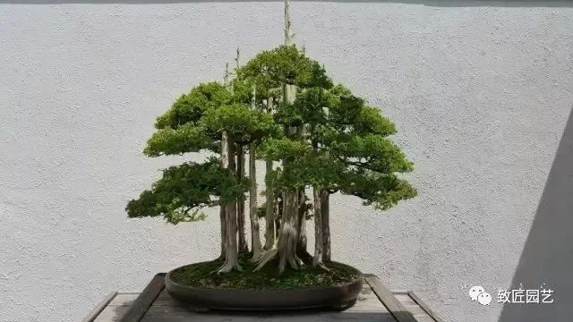 走进美国植物园盆景，欣赏百年精品之作