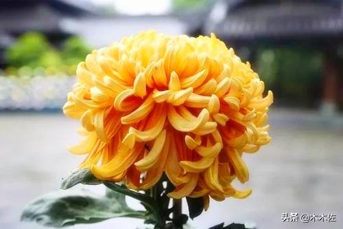常见的菊花品种