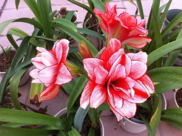 红白粉花色多，冬天养一株“朱顶红”，好养又能美化环境