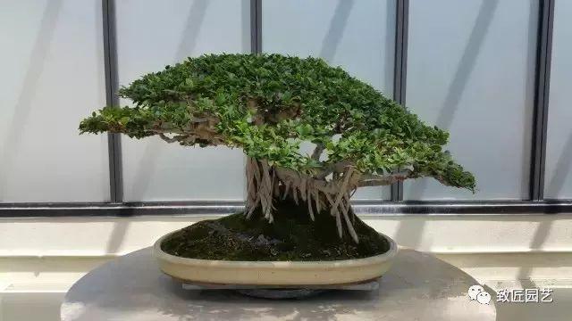 走进美国植物园盆景，欣赏百年精品之作