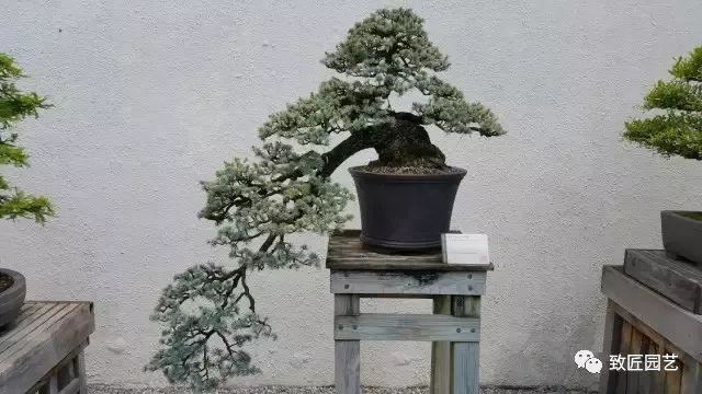 走进美国植物园盆景，欣赏百年精品之作
