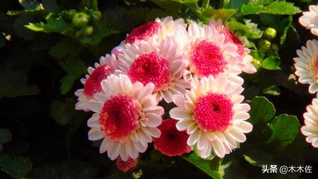 常见的菊花品种