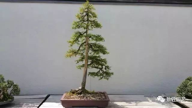 走进美国植物园盆景，欣赏百年精品之作