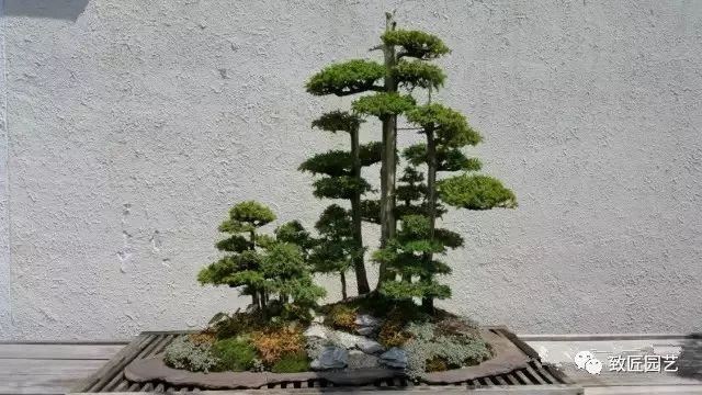 走进美国植物园盆景，欣赏百年精品之作