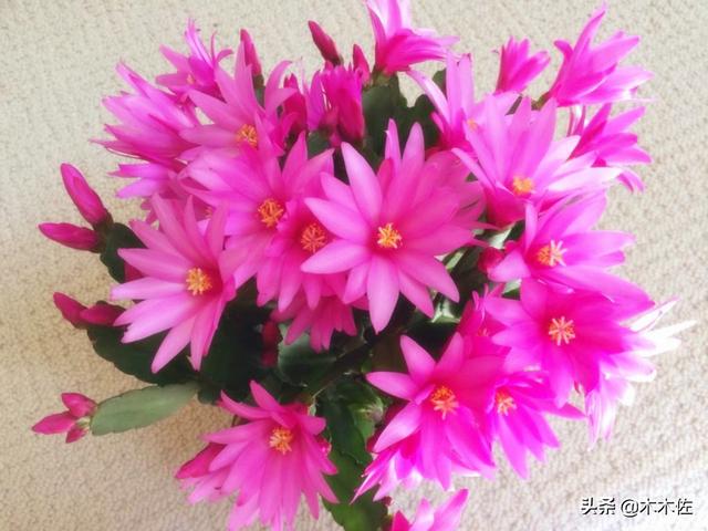 应该如何选择蟹爪兰、仙人指、假昙花、令箭荷花、落花之舞栽种