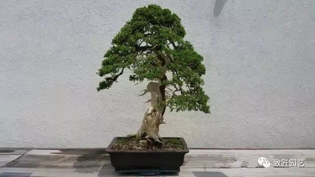 走进美国植物园盆景，欣赏百年精品之作