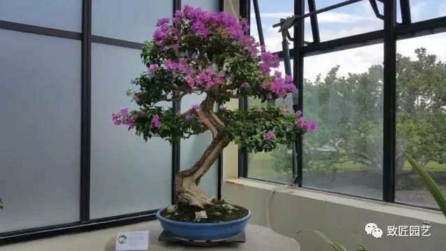 走进美国植物园盆景，欣赏百年精品之作