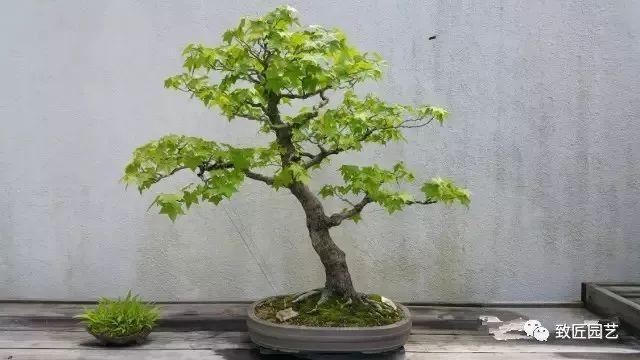 走进美国植物园盆景，欣赏百年精品之作