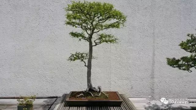 走进美国植物园盆景，欣赏百年精品之作
