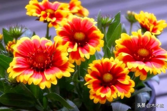常见的菊花品种