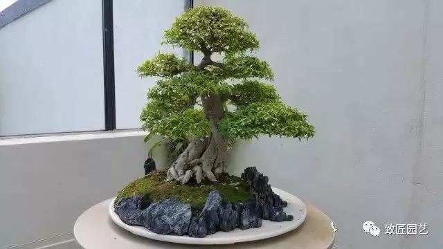 走进美国植物园盆景，欣赏百年精品之作
