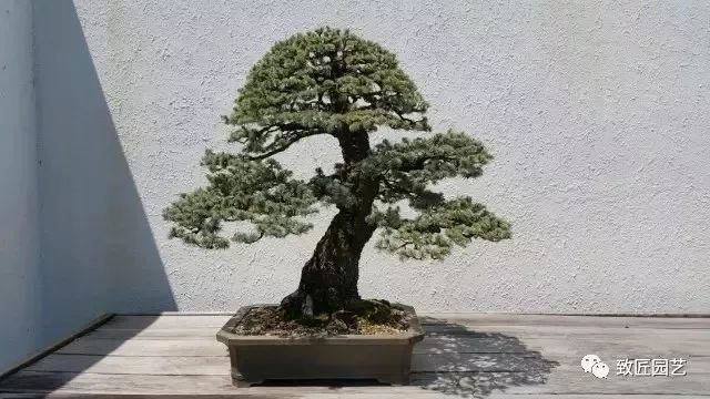 走进美国植物园盆景，欣赏百年精品之作