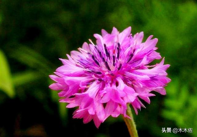 常见的菊花品种