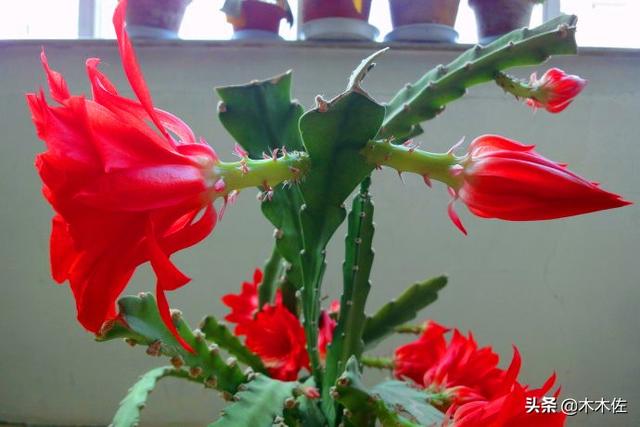 应该如何选择蟹爪兰、仙人指、假昙花、令箭荷花、落花之舞栽种