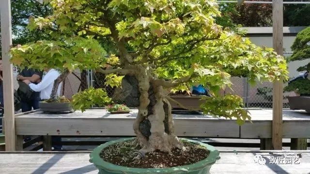 走进美国植物园盆景，欣赏百年精品之作