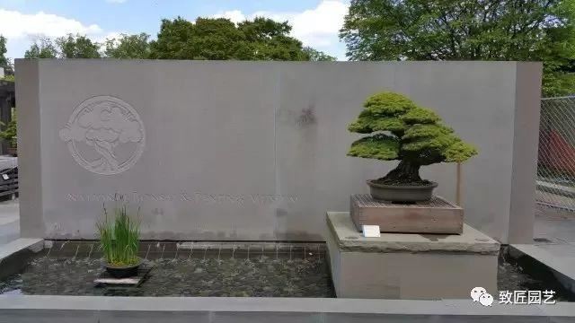 走进美国植物园盆景，欣赏百年精品之作