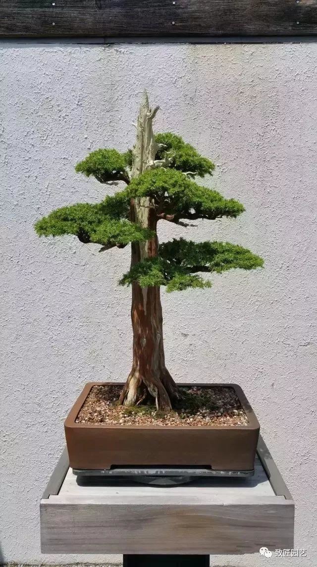 走进美国植物园盆景，欣赏百年精品之作