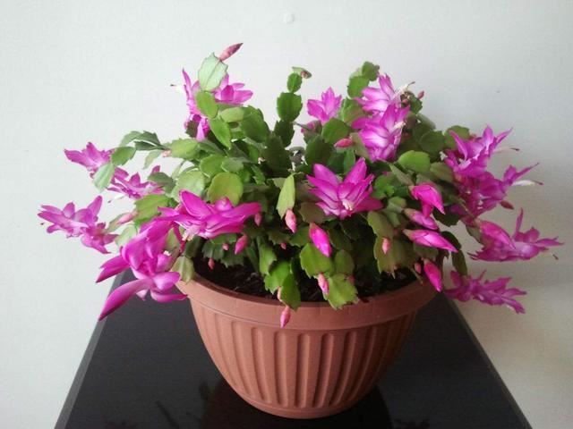 这几种花，不适合多浇水，越不浇水越开花