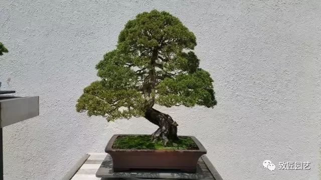 走进美国植物园盆景，欣赏百年精品之作
