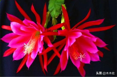 应该如何选择蟹爪兰、仙人指、假昙花、令箭荷花、落花之舞栽种